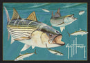 Striped Bass Guy Harvey Collection Area Rug